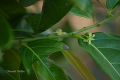 Glochidion ellipticum